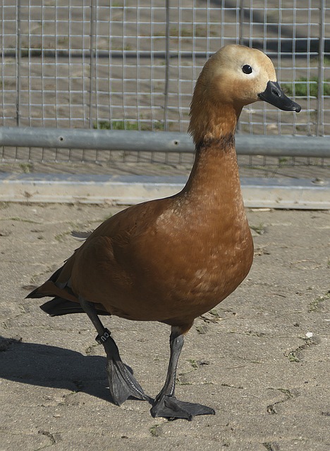 但曼城深厚