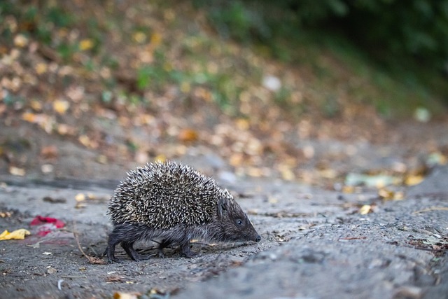 智能假肢 智能假肢